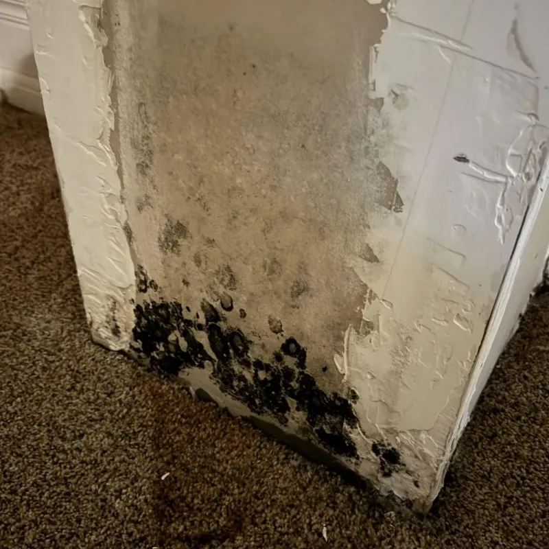 Professional Mold Removal in Tompkins County, NY